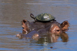 i found hippo turtl frens